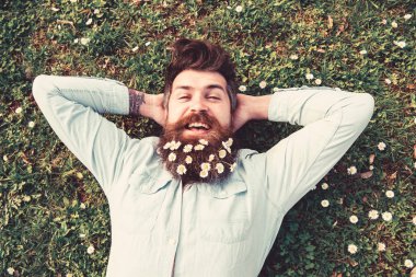 Bahar tatil kavramı. Mutlu yüz hipster çimenlerin üzerinde üstten görünüm bırakır. Adam güzel sakal papatya veya papatya çiçekleri ile görünüyor. Sakallı ve bıyıklı sahiptir bahar, yeşil çayır arka plan