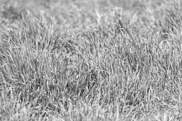 Textura de hierba o fondo. Textura de hierba verde del campo. Pradera con plantas verdes frescas o hierbas. Concepto de textura —  Fotos de Stock