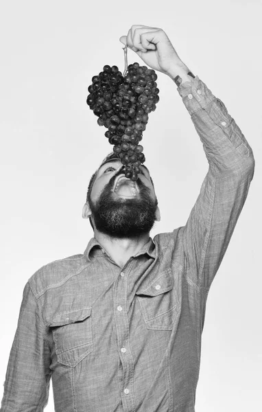 Muž s plnovousem drží svazek černých hroznů nad ústy — Stock fotografie