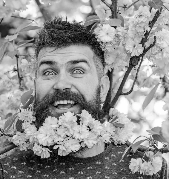 Homme avec barbe et moustache sur le visage surpris près des fleurs roses, gros plan. Hipster avec bouquet de fleurs de sakura à la barbe. Homme barbu avec sakura sur fond, déconcentré. Barbier et concept de soins capillaires — Photo