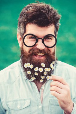 Bahar kavramı. Adam güzel sakal papatya veya papatya çiçekleri ile görünüyor. Uzun sakal ve bıyık, ufuk yeşil renkli olan adam. Gözlük ile poz hipster neşeli yüzündeki sakallı.