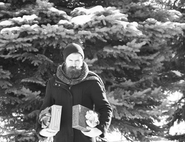 Allvarlig skäggig man, stilig hipster, med skägg och mustasch i svart hatt, kappa och halsduk leenden med presentförpackning som presenterar solig vinterdag utomhus på naturliga bak — Stockfoto