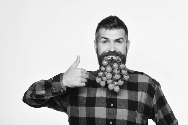 Kerl zeigt Ernte. Landwirt mit selbstbewusstem Gesicht hält kleine Tomaten in der Hand — Stockfoto