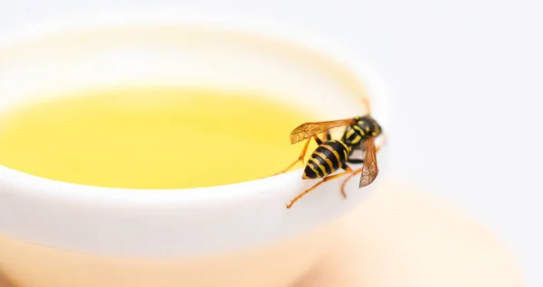 Miel natural y abeja de cerca. Abeja o avispa en taza de miel de fondo blanco. Dulce néctar natural. Comida saludable y concepto de estilo de vida. Producto natural y ecológico. Edulcorante natural. Producción de miel —  Fotos de Stock