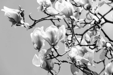 Güneşli gün ile mor yaprakları çiçek çiçekler