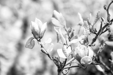 Doğa, güzellik, çevre