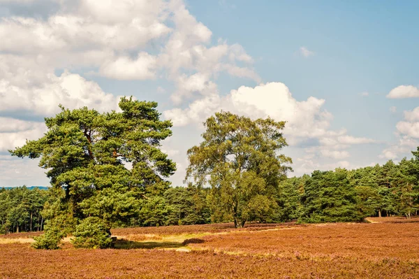 Heide mit blühendem Heidekraut — Stockfoto