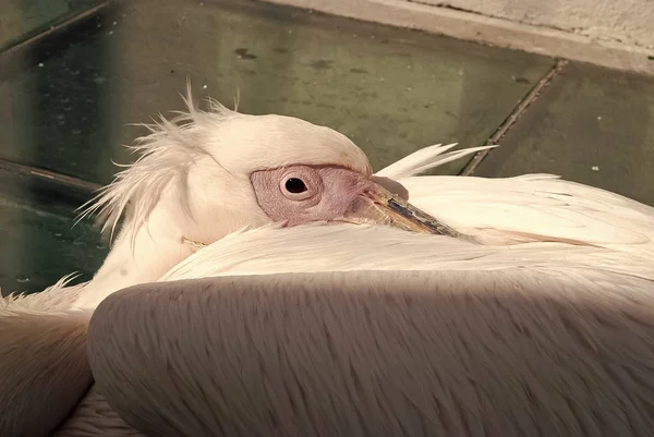 Pelican Petros en Mykonos, Grecia. Pájaro pelícano mascota de la isla. Pájaro con alas de plumas blancas relajarse en el sol al aire libre. Animal en la vida silvestre y el concepto de naturaleza salvaje —  Fotos de Stock