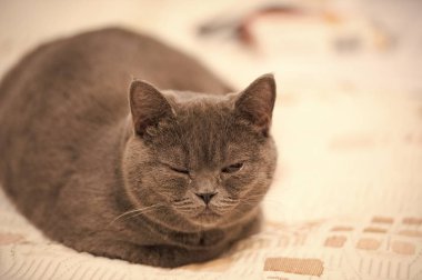 Kedi gözü kapalı. Britanya ile ilgili stenografi kedi kapağında sakin ol. Gri ceket ile şirin evde beslenen hayvan. Evde kedi yavrusu. Zaman rahatla. huzur ve barış kavramı