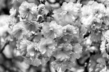 Kiraz sakura ağacı Pembe çiçek çiçekler güneşli