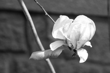 Manolya çiçek dal üzerinde güneşli günde çiçek