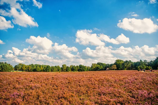 Heathland with flowering common heather — Stock Photo, Image