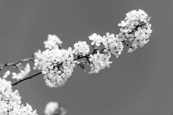 Ветка вишни в белом цвете на голубом небе — стоковое фото