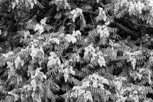 Acacia boom bloeiende bloemen op donkergroene bladeren achtergrond, lente — Stockfoto