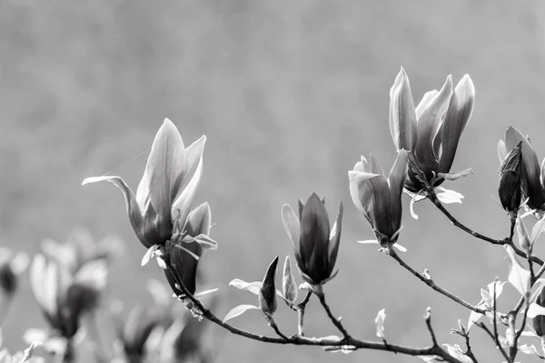 Bloei, bloesem, bloei — Stockfoto