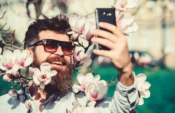 Blogger concept. Man with beard and mustache wears sunglasses on sunny day, magnolia flowers on background. Hipster happy in stylish sunglasses, taking selfie photo, streaming video on smartphone