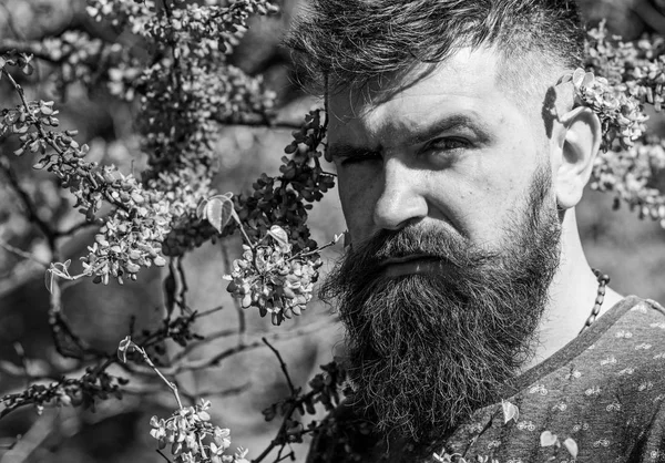 Uomo con barba e baffi sul viso rigoroso vicino ai fiori nella giornata di sole. Uomo barbuto con taglio di capelli fresco in posa con fiore di albero di Giuda. All'hipster piace la primavera vicino a fiore viola. Concetto di profumeria — Foto Stock