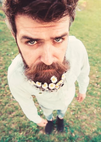 Hipster sur le visage sérieux debout sur l'herbe, gros plan, déconcentré. Concept de beauté naturelle. Homme avec barbe et moustache profiter du printemps, fond de prairie. Le gars a l'air bien avec des fleurs de marguerite dans la barbe — Photo