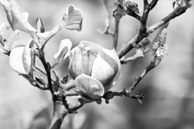 Manolya çiçek çiçeklenme üzerinde arka plan bulanık