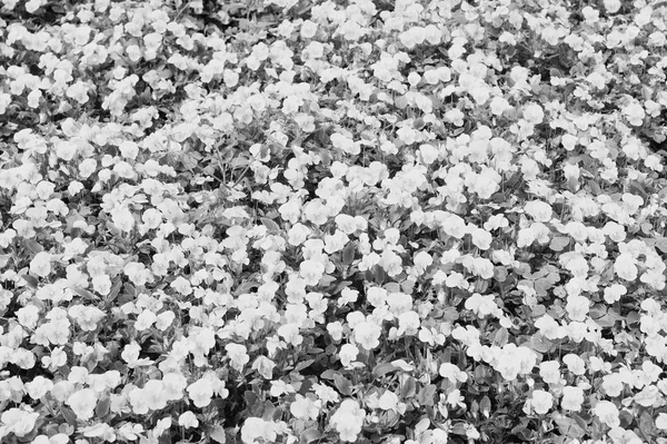 Lente of zomer. Gele viooltjes met groene bladeren in Hamilton, Bermuda. Viooltje bloemen in de lente of zomer bloeien. Bloemen bloeien in de lente of zomer tuin. Bloemenwinkel. zomer en lente seizoen. — Stockfoto