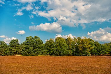 Çiçekli ortak heather ile araziler