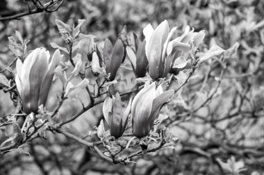 Yeni hayat, büyüme