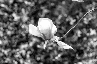 Manolya çiçek dal yeşil bokeh arka plan üzerinde çiçek açması