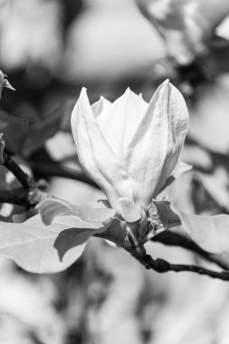 Manolya çiçek, çiçek, ağaç üzerinde çiçeklenme