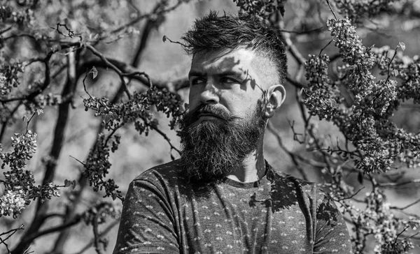 All'hipster piace la primavera vicino a fiore viola. Uomo barbuto con taglio di capelli fresco in posa con fiore di albero di Giuda. Il concetto di profumeria. Uomo con barba e baffi sul viso rigoroso vicino ai fiori nella giornata di sole — Foto Stock