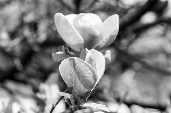 Blossom of magnolia tree in spring — Stock Photo, Image