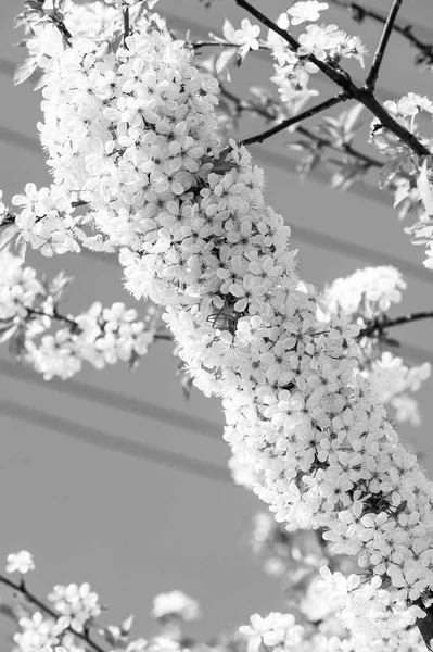 봄의 개념 — 스톡 사진