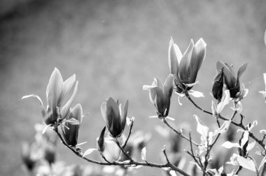 Bahar mevsimi konsepti