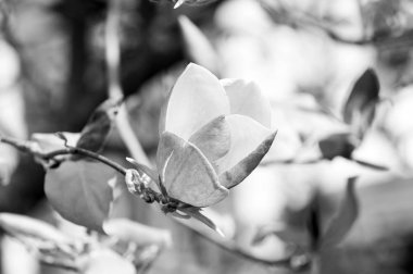 Güzel pembe bahar Manolya çiçeği ağaç dalı