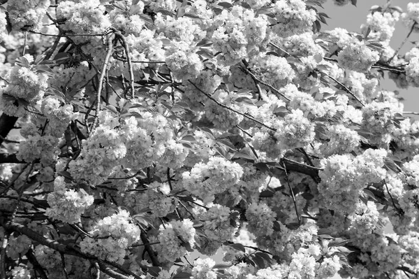 Sakura Temporada Fundo Abstrato Flor Cerejeira Conhecida Como Sakura Japonês — Fotografia de Stock