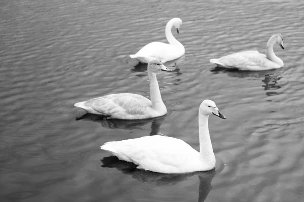 Schwäne prachtvoll auf grauer Wasseroberfläche. Tiere natürliche Umgebung. Wasservögel mit auf dem Teich schwimmendem Nachwuchs. Schwäne natürliches Umweltkonzept. Schwan wunderschöner Vogel. Schwäne im Teich in Reykjavik — Stockfoto