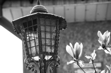 Sokak lambası ve Manolya ağacı çiçek