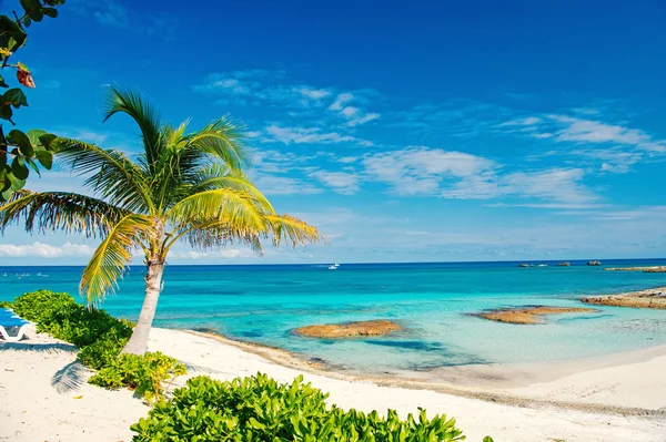Palm tree, blue sea, sky in Great Stirrup Cay, Bahamas — Stock Photo, Image