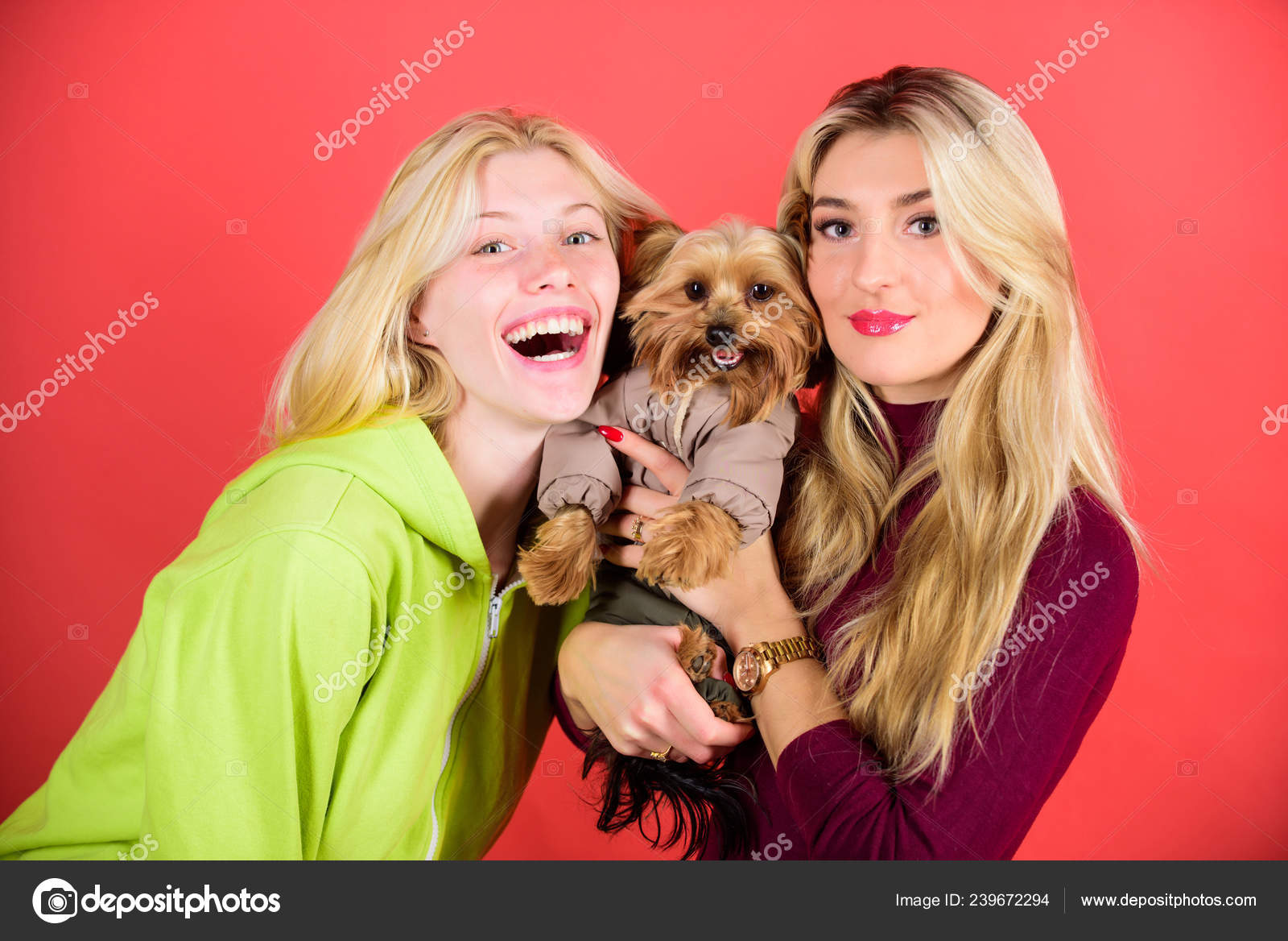 Yorkshire Terrier Est Très Affectueux Aimant Chien Qui A