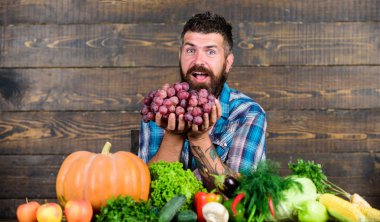 Tarım kavramı. Çiftçi üzüm hasat gurur. Ahşap arka plan üzüm dostum. Sebze organik hasat. Çiftçi üzerinde tablo tutun üzüm homegrown hasat adamla sakallı. Kendi bahçe gelen üzüm