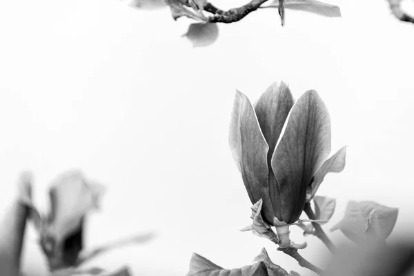 Magnolia flower blossoming on white background