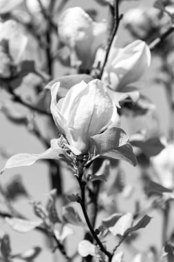 Çiçek açması Manolya çiçek mavi gökyüzü-bahar Time.