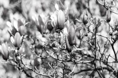 Bahar mevsimi konsepti