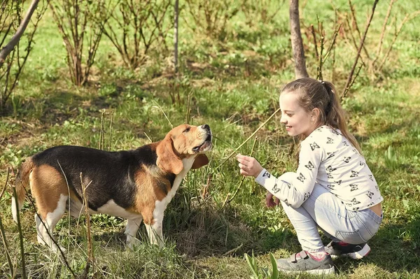 Cão de trem menina na natureza de verão. Criança brincar com amigo de estimação no dia ensolarado. Criança com beagle ao ar livre. Infância e amizade. Treinamento cães conceito — Fotografia de Stock