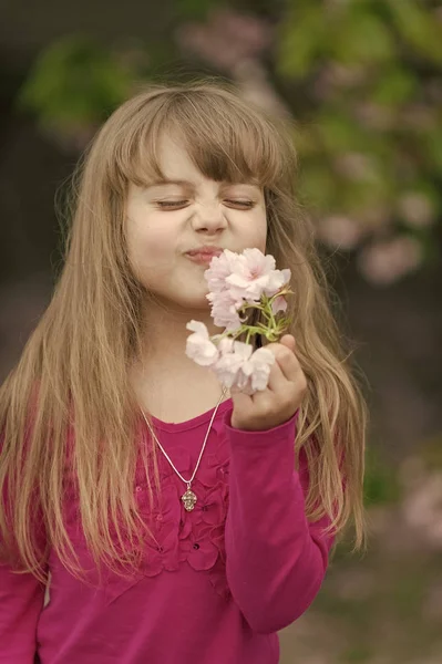 女の子匂い桜の花、美しさ — ストック写真