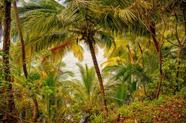 Şeytan Adası, Fransız Gine orman orman. Yeşil palmiye ağaçları denizde yan ile yağmur ormanları. Doğa çevre ve ekoloji. Tropic yaz tatili