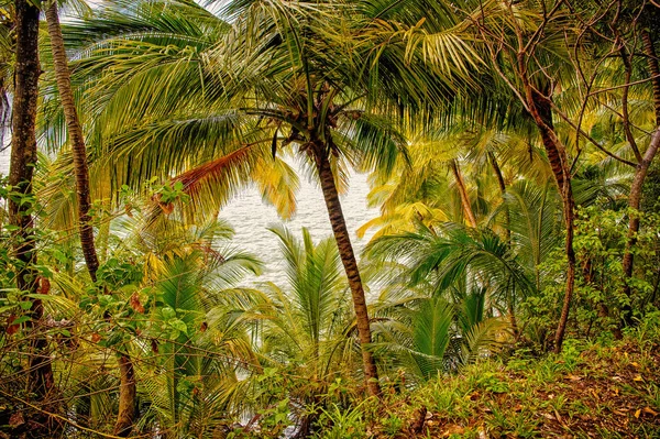 Foresta della giungla nell'isola dei diavoli, ghinea francese. Foresta pluviale con palme verdi sul lato mare. Ambiente naturale ed ecologia. Vacanze estive in Tropic — Foto Stock
