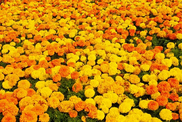 Marigold blossom på naturlig bakgrund. Ringblomma blommor i sommarträdgården. Blommande blommor med gula och orange kronblad. Natur och miljö. Blommig shop. Sommar humör — Stockfoto