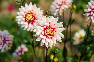 Dahlia çiçeği üzerinde doğal arka plan bulanık. Yeşil bahçe Dahlia çiçeklenir. Beyaz ve mor yaprakları çiçek açması çiçeklerle. Doğa ve çevre. Çiçek dükkanı ve tasarım