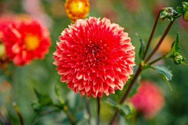 Kırmızı yaprakları çiçek açması çiçeklerle. Dahlia çiçeği üzerinde doğal arka plan bulanık. Yeşil bahçe Dahlia çiçeklenir. Doğa ve çevre. Çiçek dükkanı ve tasarım