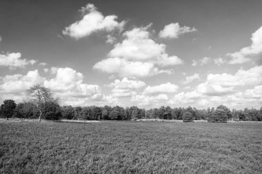 Manzara pastoral sahne. Alan, bulutlu gün. Neden mor dönüm çayır. İklim değişikliği invaziv bitki peyzaj üzerinde alarak tarafından neşeli. Doğa manzara ağaçlar mavi gökyüzü ve mor çiçekler
